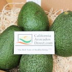 avocado-5