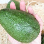 avocado-3