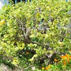 lemontree-5