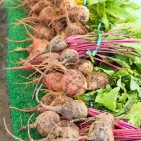 beets-2
