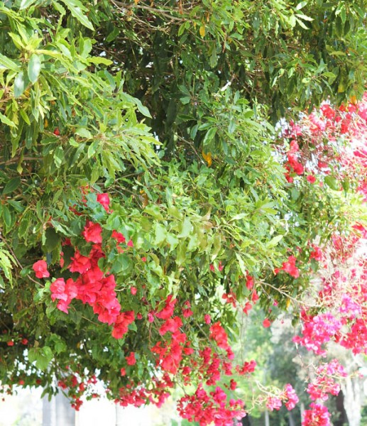nature-22