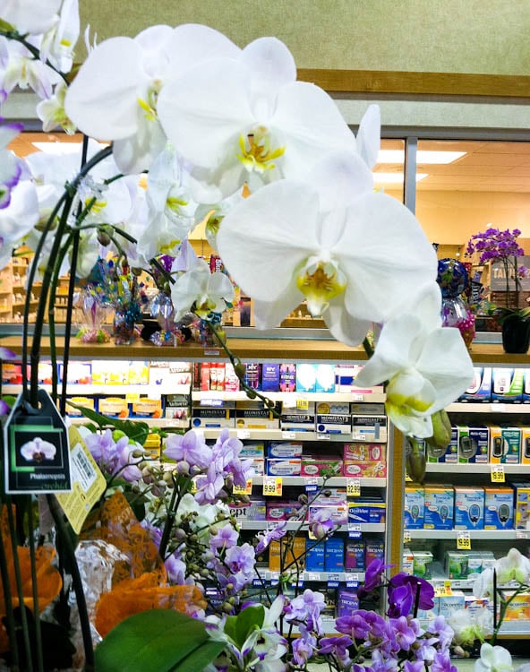 orchids-3