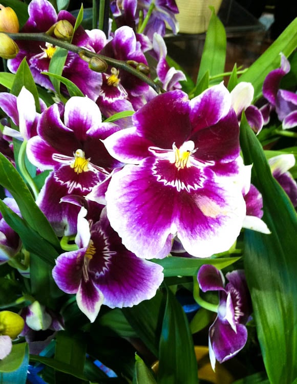 orchids-4