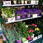 traderjoes-6