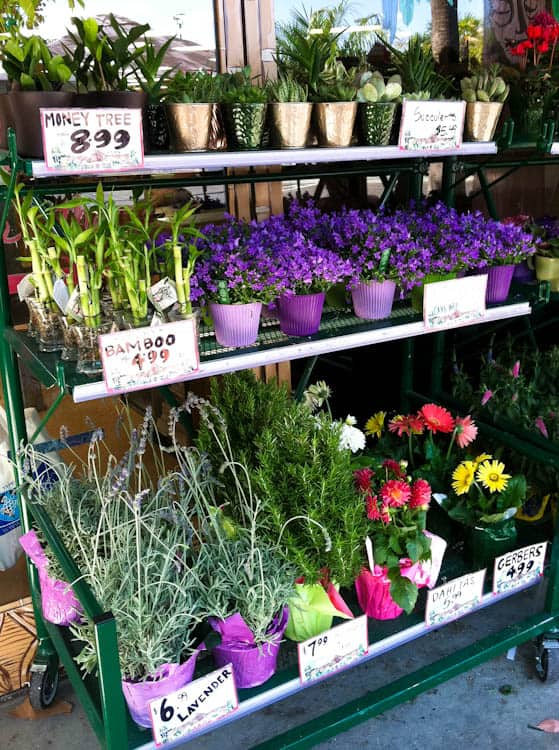 traderjoes-6