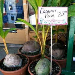 coconutpalm