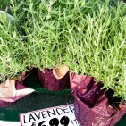 lavender-3