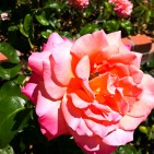 roses-2