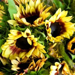 sunflowers-14