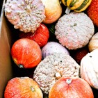 pumpkins-7