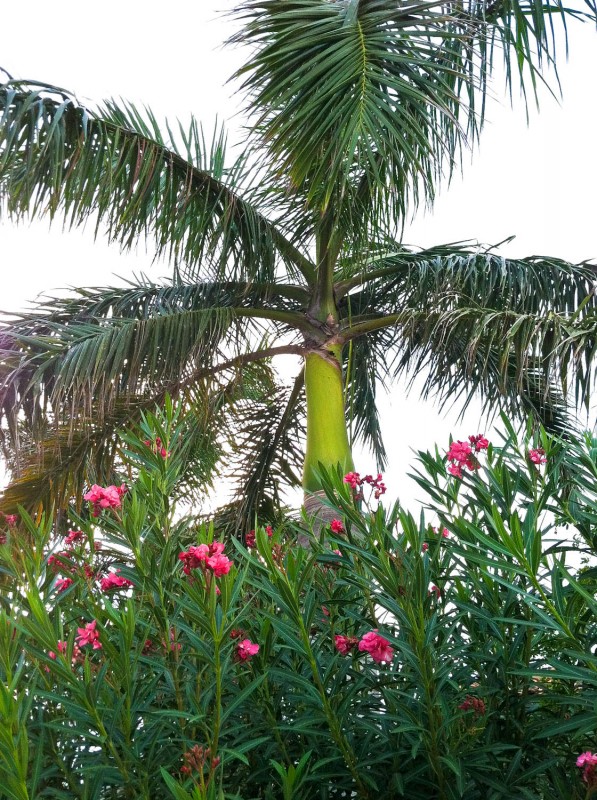 nature