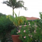trees