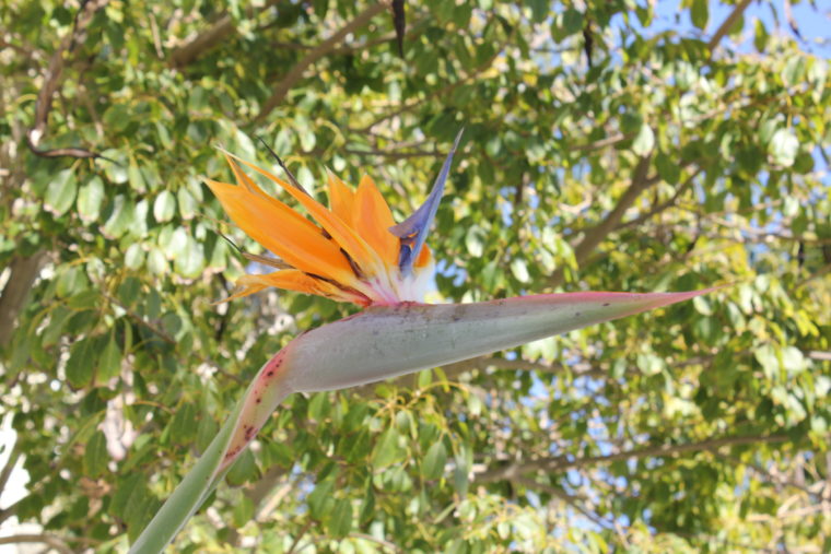 Close up of flower on tree