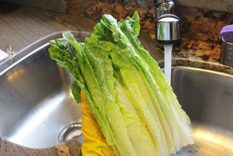 Lettuce being rinsed