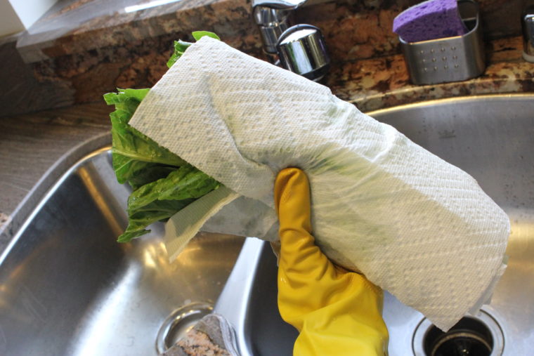 Lettuce being dried with paper towel