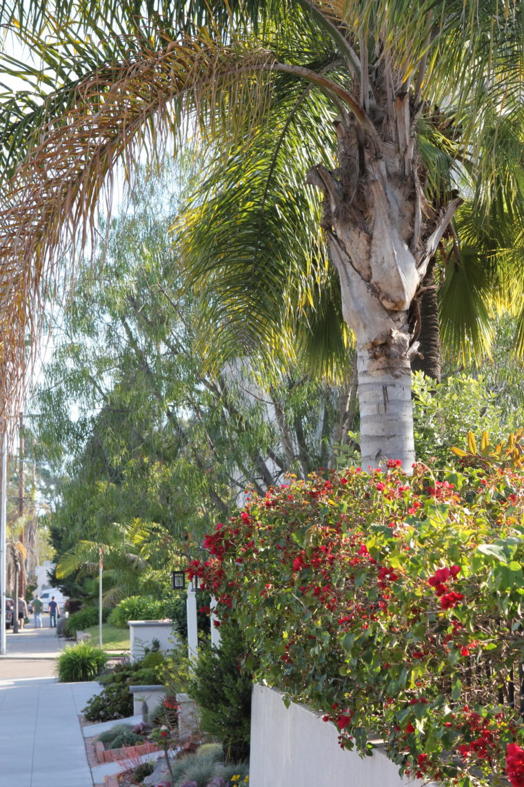Palm tree hanging over sidewalk
