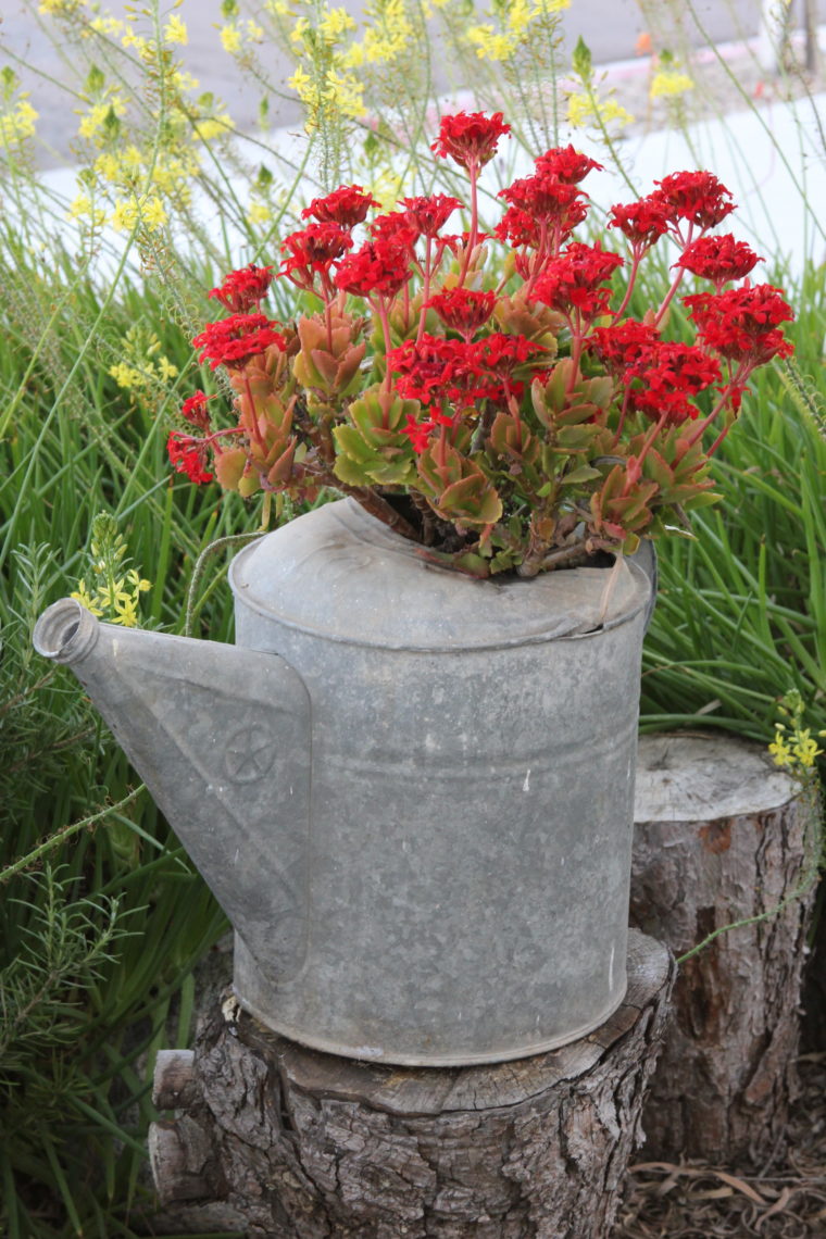 Watering can with red flowers