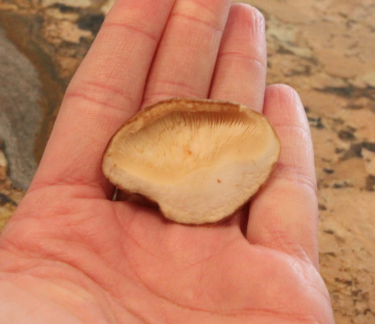 Close up of one Shiitake Mushroom