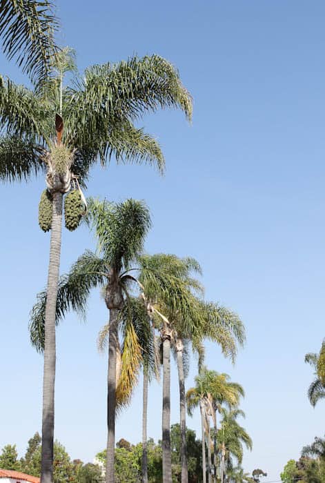 blue sky and palm trees