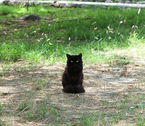 Black cat in grass and dirt field