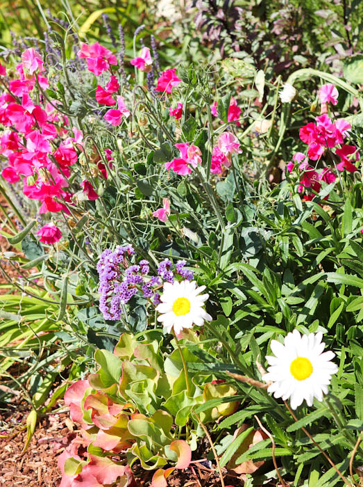 Various flowers