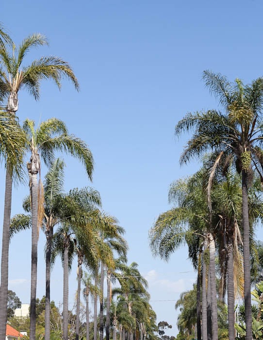 blue sky with palm trees