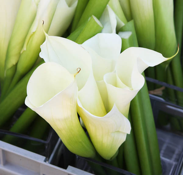 white Calla lilies in boxes