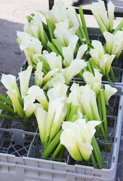 Calla lilies in boxes