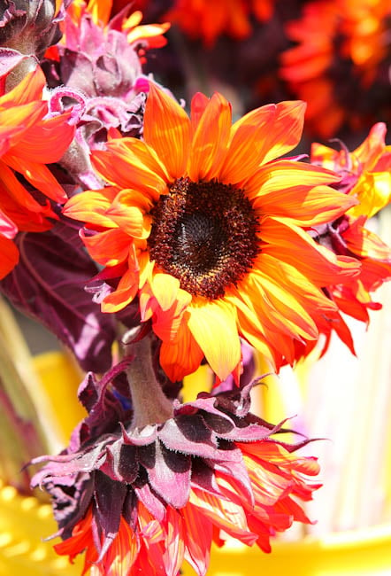 Close up of sunflowers 