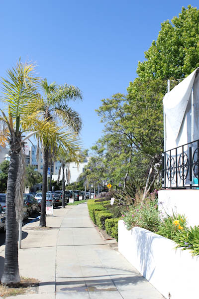 Street with palm trees and shrubs