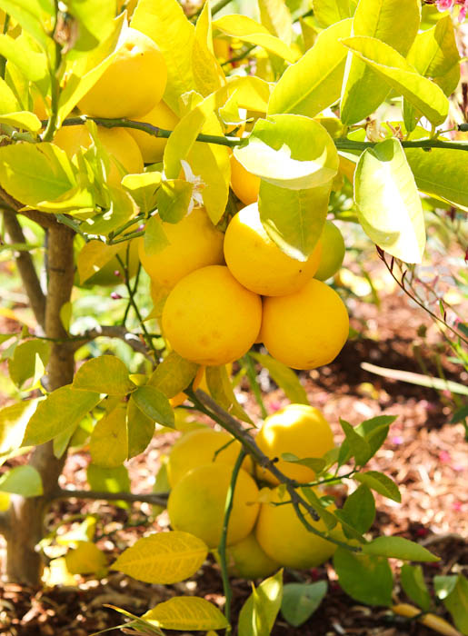 Lemon tree with bunches of lemons
