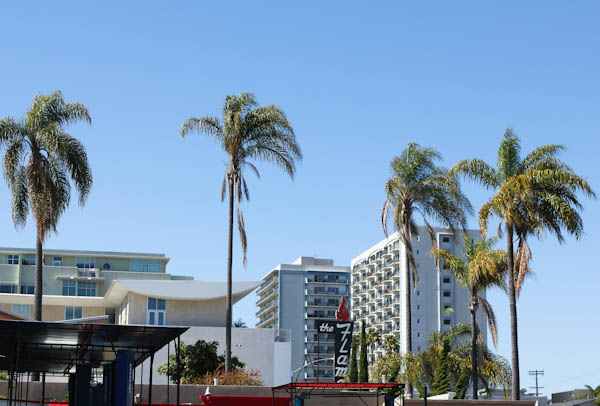 High Rise buildings with palm trees