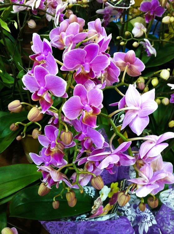 Bunch of purple flowers