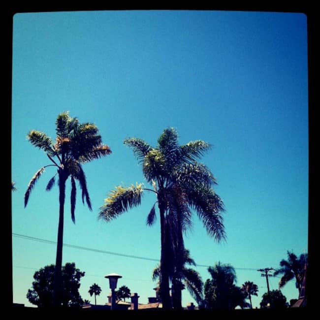 Blue skies and palm trees