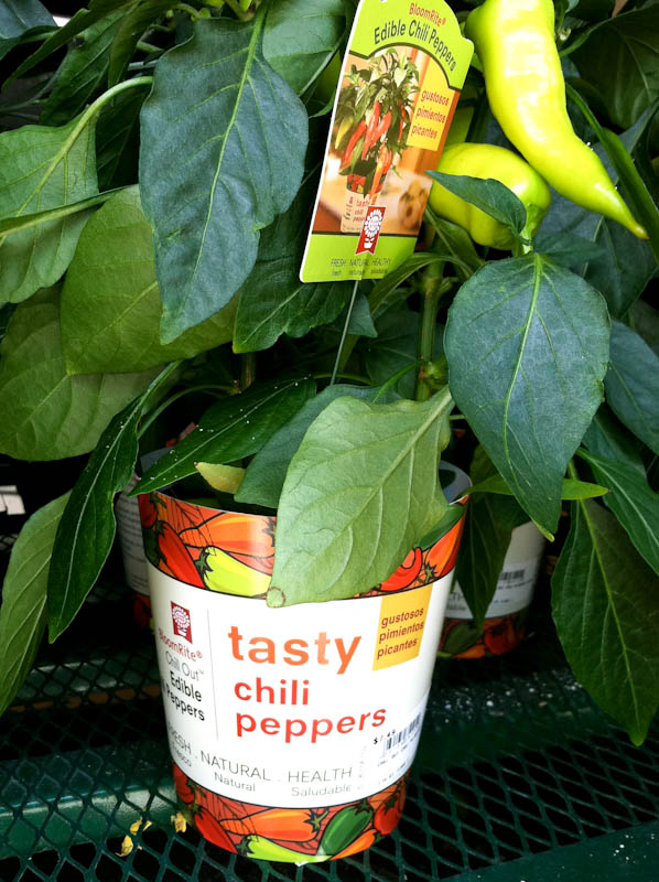 Mini pepper tree, tasty chili peppers