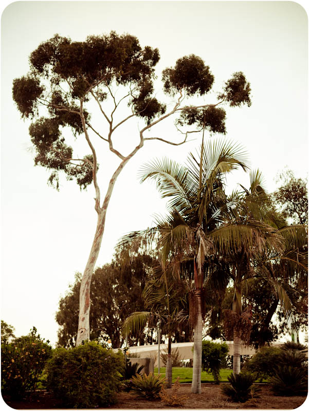 San diego trees