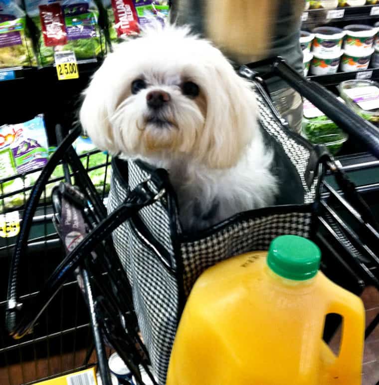 white dog in purse in shopping cart