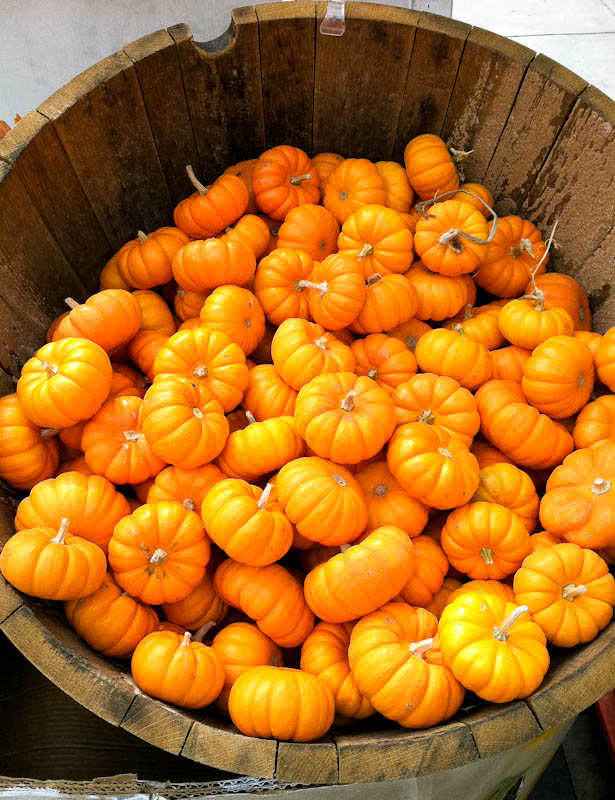 Wooden barrel of orange pumpkins