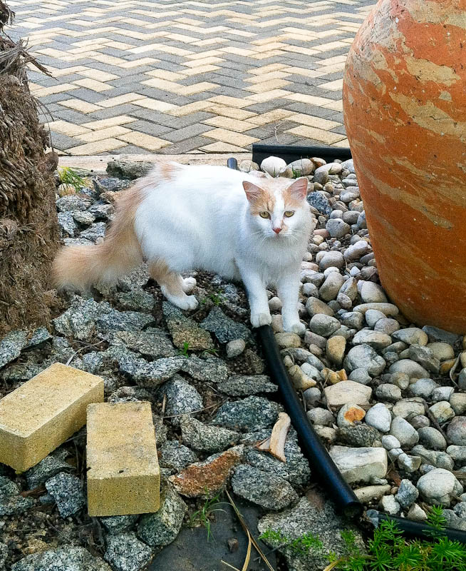White cat standing in rock garden