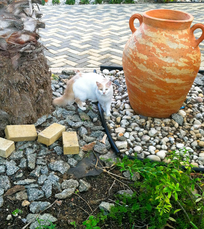 Cat in rock garden with orange vase