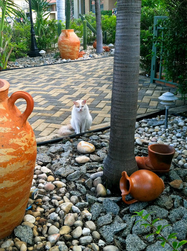White cat in outside garden 