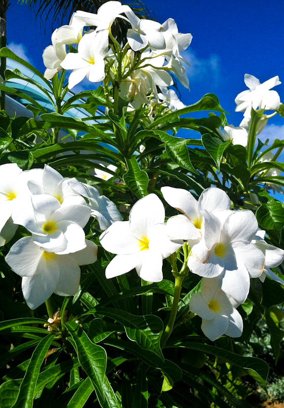 White flowers on landscape
