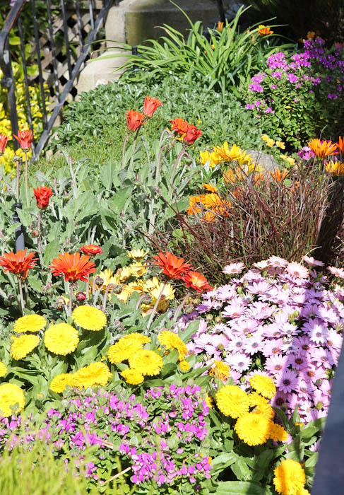 Flower garden with yellow, red, and purple flowers