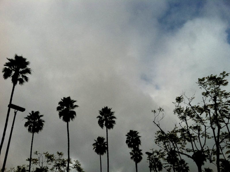 Cloudy sky and palm trees