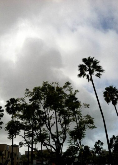 Palm trees and other foliage against a cloudy sky.