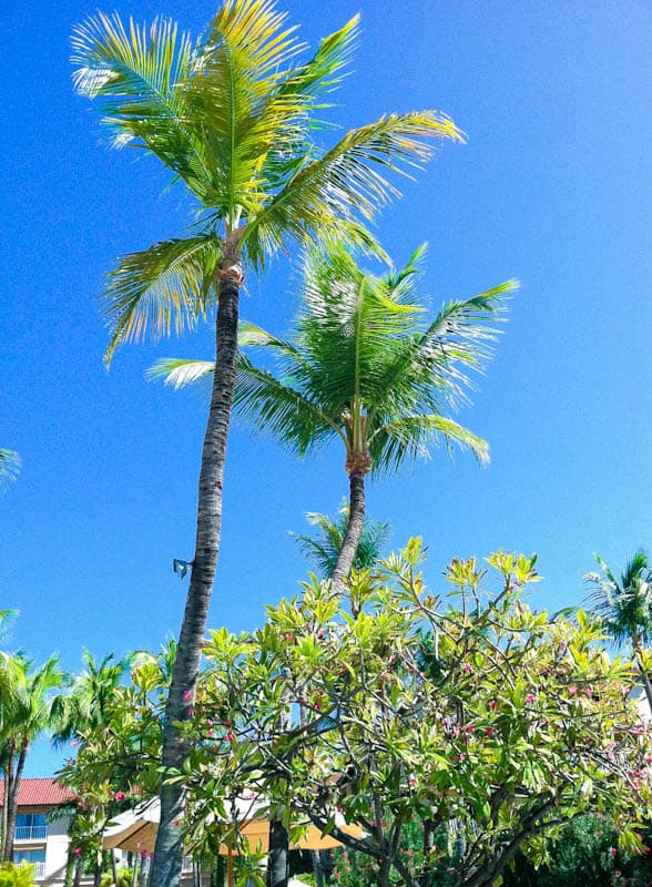 Aruba sky and palm trees