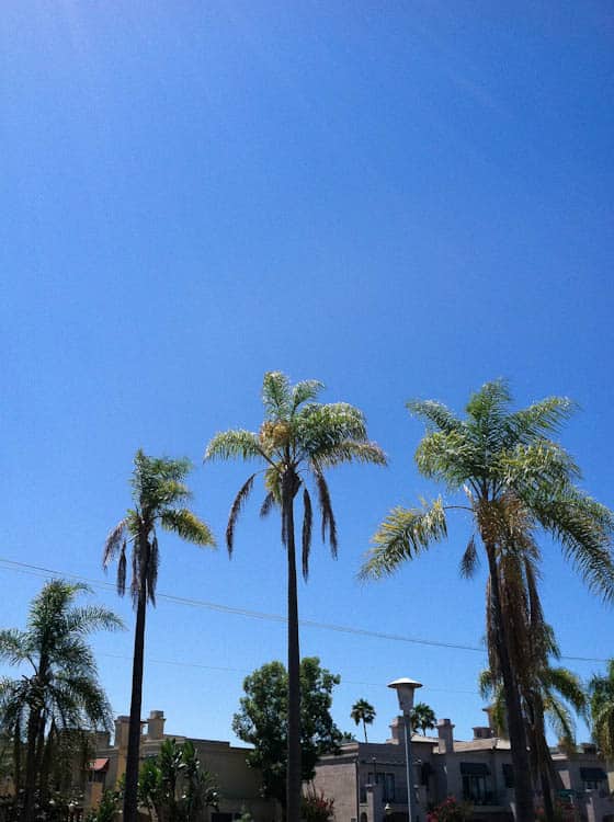 Palm trees and blue skies