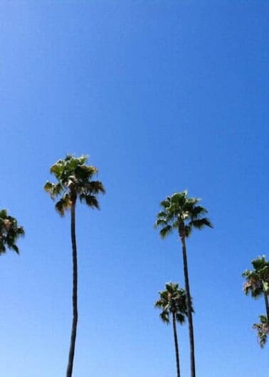 Tall palm trees against a clear blue sky.
