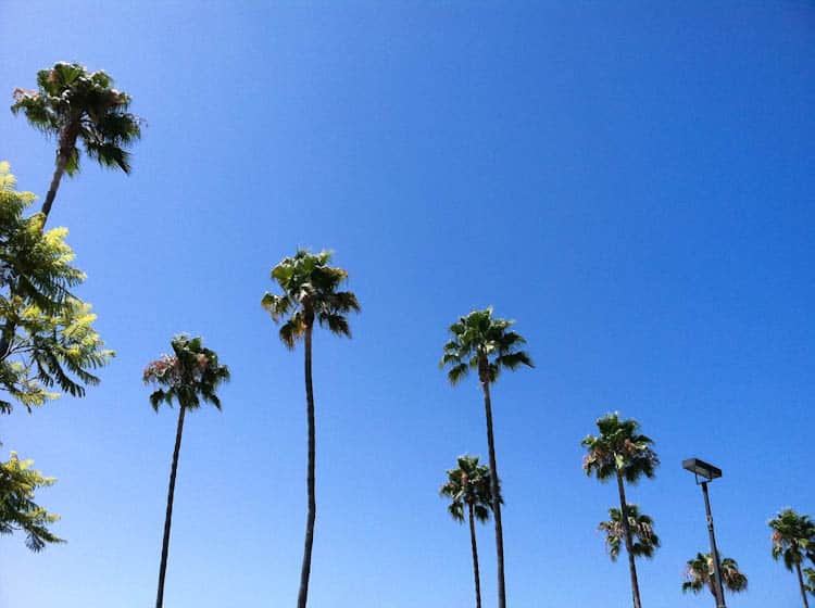 san diego palm trees and sky