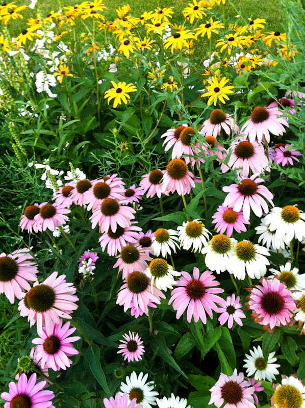 Pink, white, and yellow flowers in grass